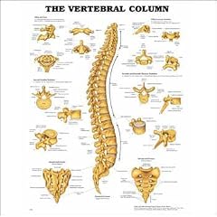 The Vertebral Column