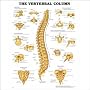 The Vertebral Column