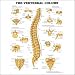 The Vertebral Column