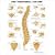 The Vertebral Column