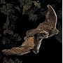 Folkmanis Brown Bat Puppet
