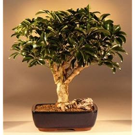 Bonsai Boy's Hawaiian Umbrella Bonsai Tree - Large(arboricola schefflera)