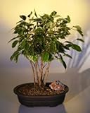 Bonsai Boy's Ficus Bonsai Tree - Variegated Forest Group ficus benjamina Bonsai Boy's Ficus Bonsai Tree - Variegated Forest Group ficus benjamina