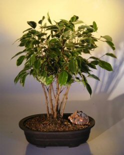 Bonsai Boy's Ficus Bonsai Tree - Variegated Forest Group ficus benjamina