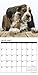 Just Basset Hound Puppies 2017 Wall Calendar (Dog Breed Calendars)