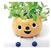 Taterpot Shorty BASIL Herb Plant