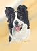 Border Collie Playing Cards - Art by Robert May