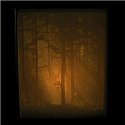 "Woodland Sunbeams" Nature - Porcelain Shadow Box Light