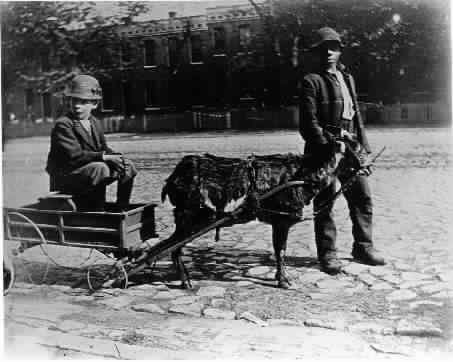 Photo Black & White Child Goat Pulling Wagon