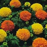 Crackerjack Marigold 500 Seeds - PLUS PACK!