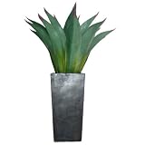 Laura Ashley  48¿  Agave plant