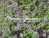 Marie's Garden: A Garden Journal