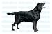   - BLACK LAB - Dog Decal - sticker labrador retriever car