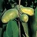PawPaw Plant - PawPaw Wilson