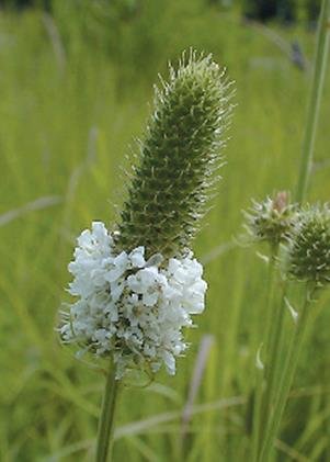 White Prairie Clover (Dalea candida), 250 Certified Pure Live Seed, True Native Seed White Prairie Clover (Dalea candida), 250 Certified Pure Live Seed, True Native Seed