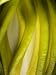 Close Up of Red Pitaya or Dragonfruit, Hylocereus Undatus Photographic Poster Print by Joe Petersburger, 30x40