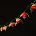 Rose Lights - Red