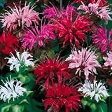 Monarda Seeds - Bee Balm Monarda Panorama Mix