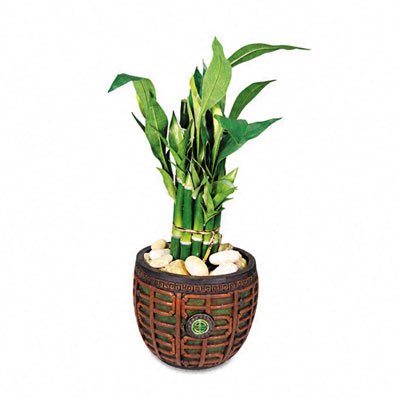 Bamboo Plant