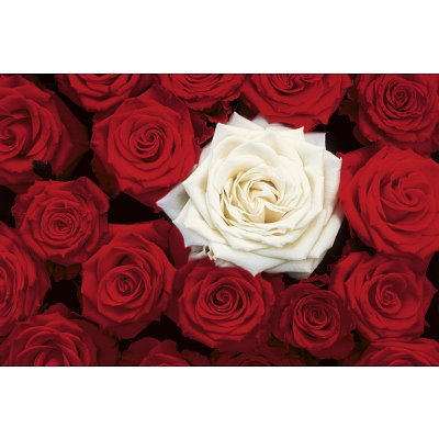 Canvas+Gallery+Wrap+Bed+of+Roses+%28Red+%26+White%29+Art+Poster+Print+-+24x36+by+Rich+and+Framous Canvas+Gallery+Wrap+Bed+of+Roses+%28Red+%26+White%29+Art+Poster+Print+-+24x36+by+Rich+and+Framous