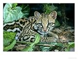 Ocelot, Felis Pardalis Animals Photographic Poster Print by James H. Robinson, 48x36
