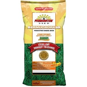 bermuda grass seed