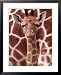 A Three Week Old Baby Giraffe at Whipsnade Wild Animal Park Pictured in Front of Its Mother Photography Framed Art Poster Print by Mirrorpix, 25x31