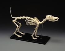 LFA #2015 Canine (Dog) Standard Size, Complete Skeleton