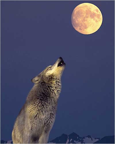 Gray Wolf Howling at the Moon