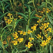 Mexican Tarragon 100 Seeds