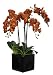 Artificial Triple-stem Phalaenopsis Orchid Arrangement Paprika Orange