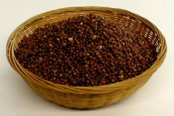 Organic Sprouting Seeds Daikon Radish by The Sprout House