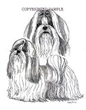 Shih Tzu - Double Image by Cindy Farmer