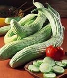 Organic Heirloom Armenian Cucumber 75 Seeds