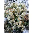 Chickweed Herbal Tea Best Prices