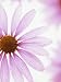 Close-Up of a Coneflower Flower (Echinacea Purpurea), Primadonna Variety Photographic Poster Print by Wally Eberhart, 18x24