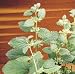 Catnip Herbs - Seed Packet