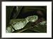 Head-on view of a green pit viper in the rain forest Framed Art Poster Print by Mattias Klum, 29x21