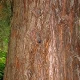 Eigenschaften tropical.garden  / Bergmammutbaum - Sequoiadendron giganteum - 30 Samen