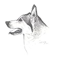 Original Alaskan Malamute hand drawing