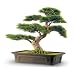 National Tree Cedar Bonsai with Rectangular Dark Brown Plastic Pot, 24-Inch