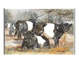 Belted Galloway Winter Feeding. Stretched Canvas Poster Print by Stephanie Ottevanger, 8x10