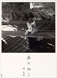 島のねこ