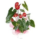 Review Flowers Direct  / Stylish and interesting Red Anthurium plant - Send Handtied Bouquet of Fresh Flowers