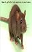 Dealing with rats and mice in your home - kill or humane methods