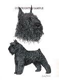 Bouvier - Double Image by Cindy Farmer