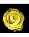 Photographic Prints of Dwarf Rose - yellow from Ardea Wildlife Pets