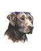 Labrador Retriever - Portrait by Cindy Farmer, Chocolate