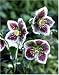 Helleborus x hyb. 'White Spotted Lady' - Hellebore Helleborus x hyb. 'White Spotted Lady' - Hellebore