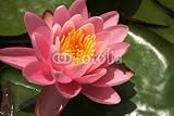 Best Price Wallmonkeys Peel and Stick Wall Decals – Pink Lotus Flower – 18″W x 12″H Removable Graphic